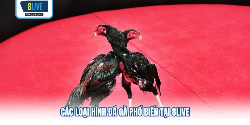 Các loại hình đá gà phổ biến tại 8LIVE