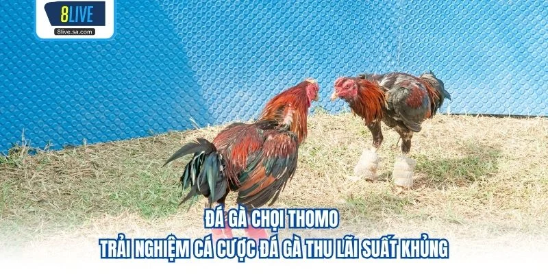 Đá Gà Chọi Thomo