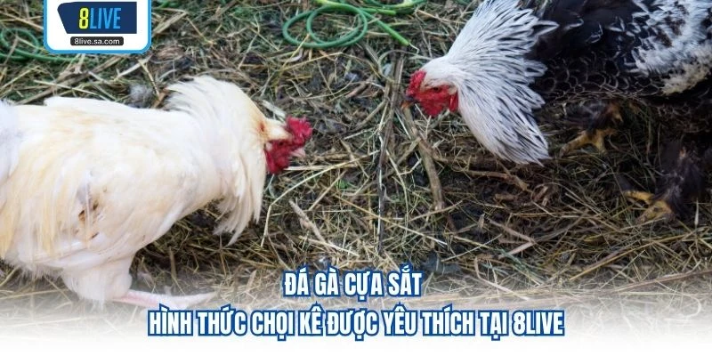 Đá Gà Cựa Sắt