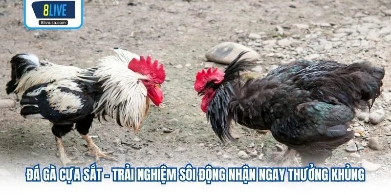 Đá gà cựa sắt - Trải nghiệm sôi động nhận ngay thưởng khủng