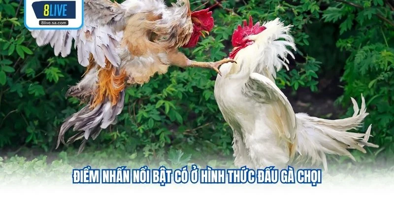 Điểm nhấn nổi bật có ở hình thức đấu gà chọi