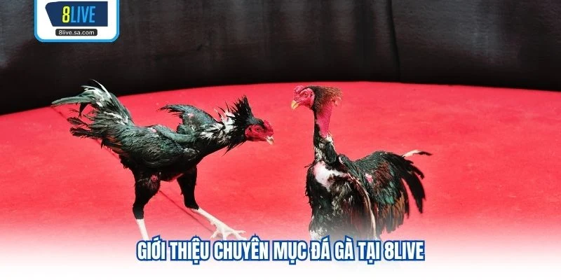 Giới thiệu chuyên mục đá gà tại 8LIVE
