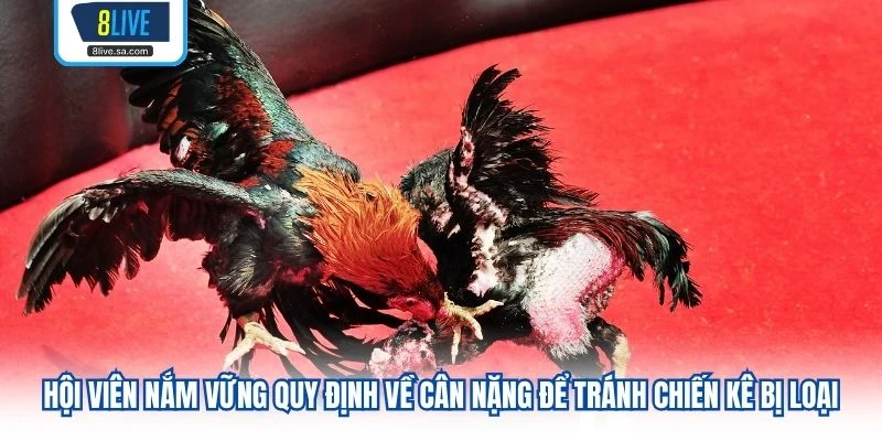 Hội viên nắm vững quy định về cân nặng để tránh chiến kê bị loại