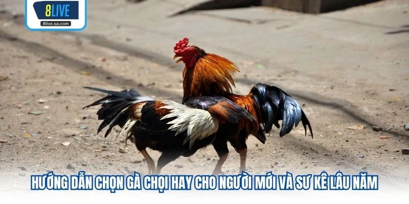Hướng Dẫn Chọn Gà Chọi Hay