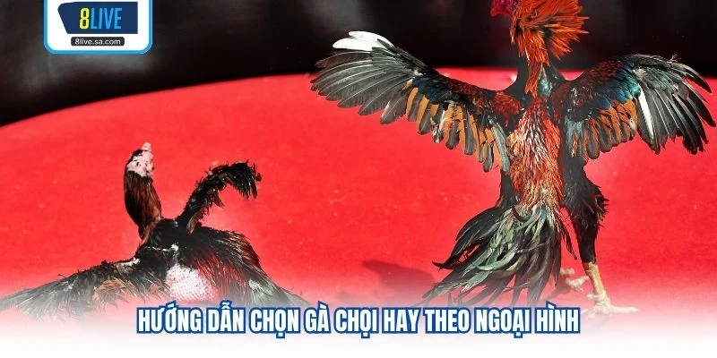 Hướng dẫn chọn gà chọi hay theo ngoại hình