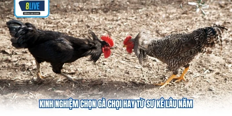 Kinh nghiệm chọn gà chọi hay từ sư kê lâu năm