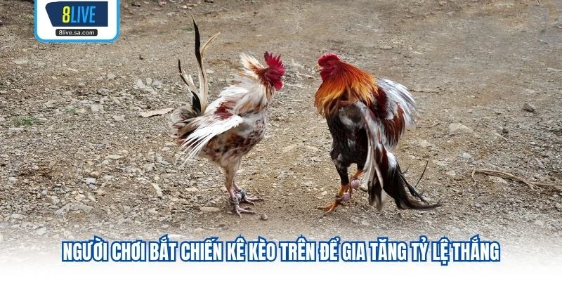 Người chơi bắt chiến kê kèo trên để gia tăng tỷ lệ thắng