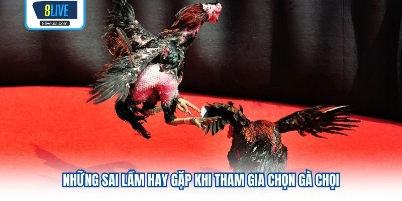 Những sai lầm hay gặp khi tham gia chọn gà chọi