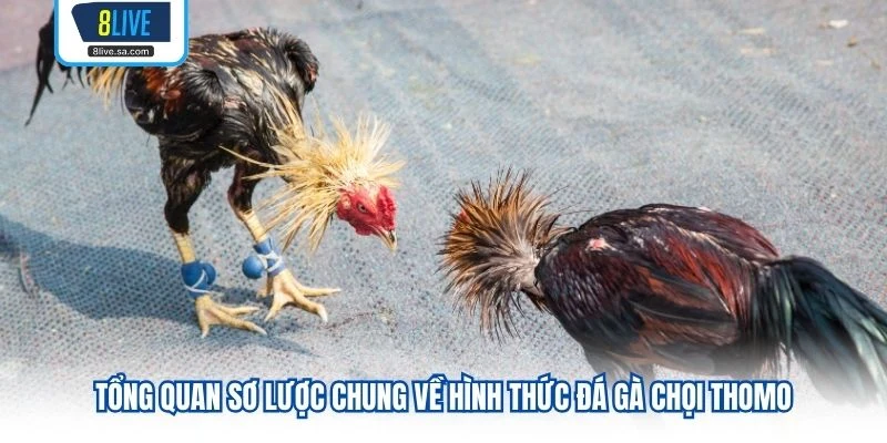 Tổng quan sơ lược chung về hình thức đá gà chọi Thomo