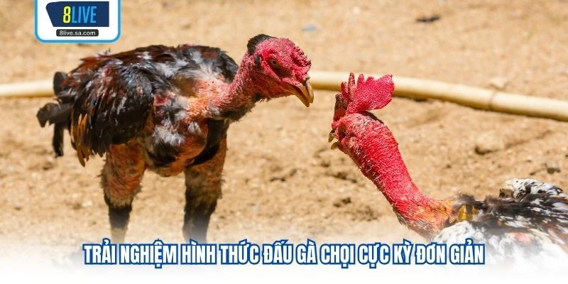 Trải nghiệm hình thức đấu gà chọi cực kỳ đơn giản